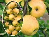 Jabłoń kolumnowa 'Malus' Ananas Z Donicy