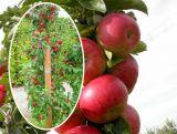 Jabłoń kolumnowa 'Malus' Delikates Z Donicy
