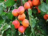 Morela karłowa 'Prunus armeniaca' Benda Z Donicy
