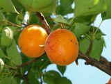 Morela karłowa 'Prunus armeniaca' Goldrisch Z Donicy