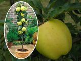 Jabłoń kolumnowa 'Malus' Golden Delicious Z Donicy