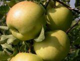 Jabłoń karłowa 'Malus domestica' Boiken Z Donicy