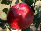Jabłoń karłowa 'Malus domestica' Oliwka Czerwona Z Donicy
