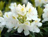 Różanecznik 'Rhododendron' Album  Donica 1,5L