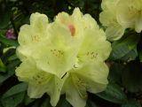 Różanecznik 'Rhododendron' Golden Wonder  Donica 1,5L