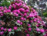 Różanecznik 'Rhododendron' Germania  Donica 1,5L