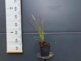 Rozplenica 'Pennisetum Alopecuroides' Burgundy Banny P9