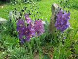Dziewana ogrodowa fioletowa - Jak u babci