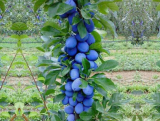 Śliwa kolumnowa 'Prunus' Impreial