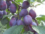 Śliwa kolumnowa 'Prunus' Bluefree