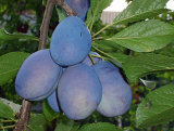 Śliwa kolumnowa 'Prunus' Fruca