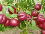 Nektaryna kolumnowa 'Prunus persica' Harco