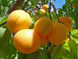 Morela kolumnowa 'Prunus armeniaca' Białoruska odporna