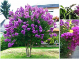 Lagerstroemia