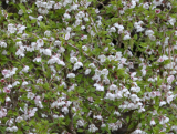 Wiśnia 'Prunus incisa' Koiou-no-mai