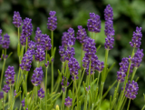 Lawenda 'Lavandula' 'Thumbelina leigh'