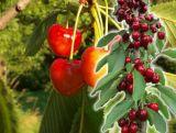 Czereśnia kolumnowa 'Cerasus' Vega