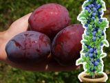 Śliwa kolumnowa 'Prunus' Opal