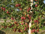Agrest krzaczasty Czerwony 'Ribes uva- crispa' Krasnosłowiański