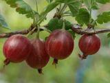 Agrest krzaczasty Czerwony 'Ribes uva- crispa' Niesłuchowski