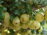 Agrest krzaczasty Zielony 'Ribes uva- crispa' Hinomakirot