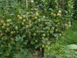 Agrest krzaczasty Zielony 'Ribes uva- crispa' Krasnosłowiański