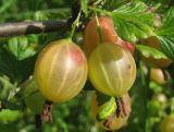 Agrest krzaczasty Zielony 'Ribes uva- crispa' Triumf