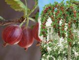 Agrest Pienny Czerwony 'Ribes uva- crispa' Invicta