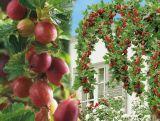 Agrest Pienny Czerwony 'Ribes uva- crispa' Triumf