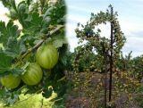 Agrest Pienny Zielony 'Ribes uva- crispa' Invicta