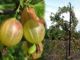 Agrest Pienny Zielony 'Ribes uva- crispa' Triumf