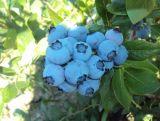 Borówka Amerykańska 'Vaccinium corymbosum' Bluecrop