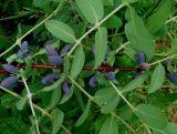 Jagoda Kamczacka 'Lonicera caerulea' Woloszebnica
