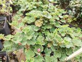 Jeżyna Okrywowa 'Rubus fruticosus'