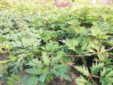 Jeżyna 'Rubus fruticosus'  Thornes Ever Green