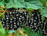 Porzeczka krzaczasta Czarna 'Ribes nigrum' Ben Lemond