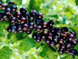 Porzeczka krzaczasta Czarna 'Ribes nigrum' Titania