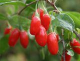 Jagoda 'Lycium barbarum' Goji