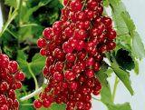 Porzeczka Krzaczasta Czerwona 'Ribes rubrum' Holenderska