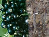 Porzeczka Pienna  Czarna 'Ribes nigrum' Ojebyn