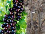 Porzeczka Pienna  Czarna 'Ribes nigrum' Titania