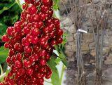Porzeczka Pienna  Czerwona 'Ribes rubrum' Holenderska