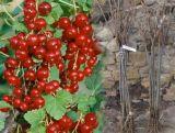 Porzeczka Pienna  Czerwona 'Ribes rubrum' Jonkhers