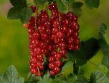 Porzeczka Pienna  Czerwona 'Ribes rubrum' Detvan