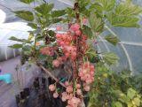 Porzeczka Na Pniu   'Ribes rubrum' Różowa 'HIT'