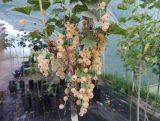 Porzeczka Na Pniu   'Ribes rubrum' Żółta 'HIT'