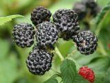 Malina Czarna  'Rubus ideaus L' Black Jewel