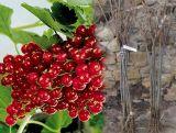 Porzeczka Pienna  Czerwona 'Ribes rubrum' Roseta