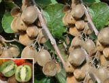 Kiwi 'Actinidia'  Weiki  Męska