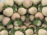 Truskawka Biała 'Fragaria ananasa' Ananas